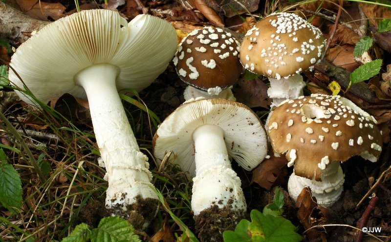 Amanita pantherina